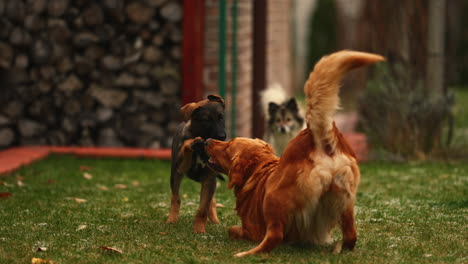 a cute belgian malinois puppy playing with a golden retriever dog, a border collie running to them