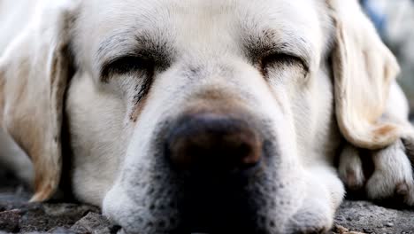 muzzle of an adult labrador dog sleeping on the floor