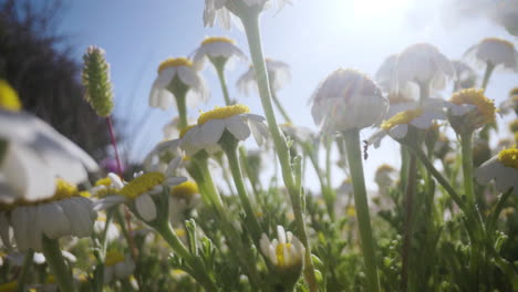 Kamillenblüten-Auf-Einem-Feld