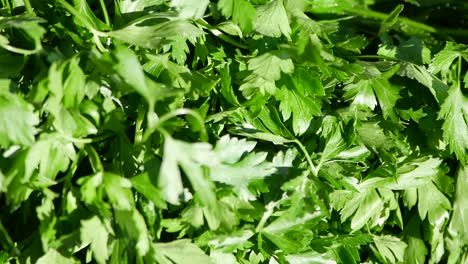 close-up of fresh green parsley