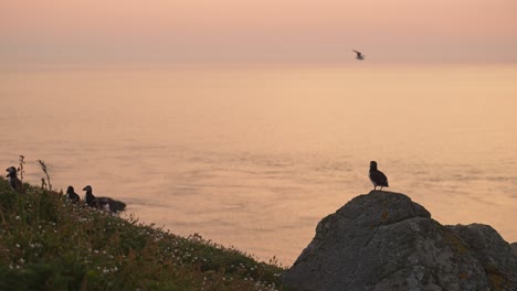 orange sunset puffin in coastal scenery, atlantic puffins perched on rocks, perching at the top of cliffs with orange ocean sea water and coastal scenery on skomer island, uk birdlife and birds