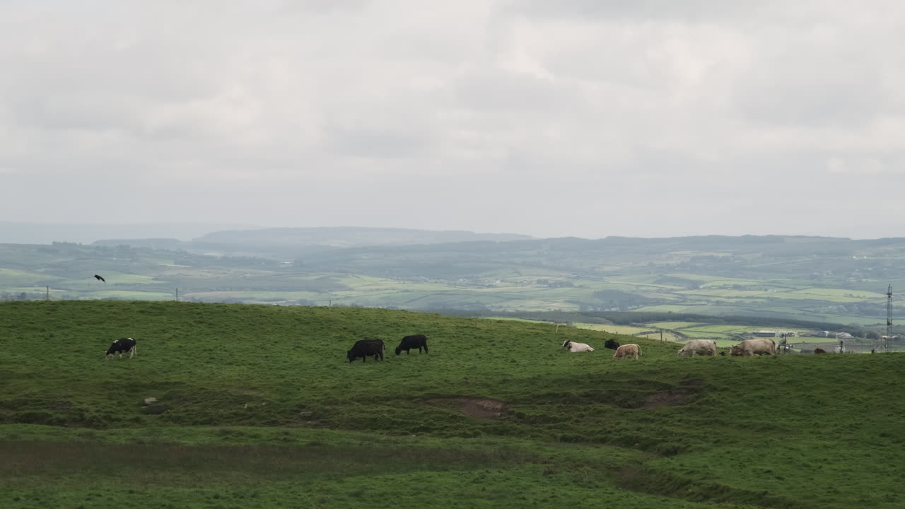 흐린 아일랜드 목초지 비스타에서 방목하는 소 가축