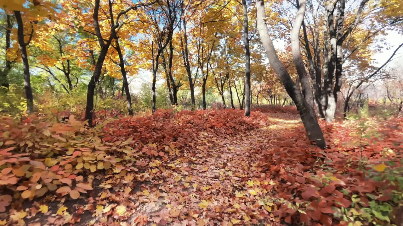 Pemandangan hutan musim gugur di Chisinau, Moldova. Taman dengan pepohonan kuning dan oranye yang rimbun, jalan setapak. Gerakan lambat