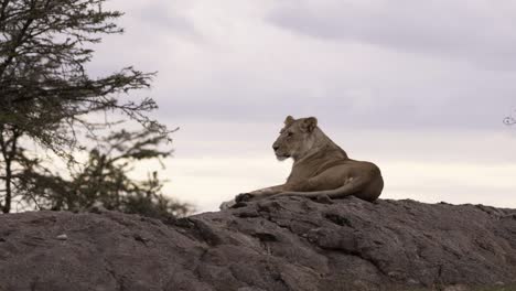 lioness resting on rock 05