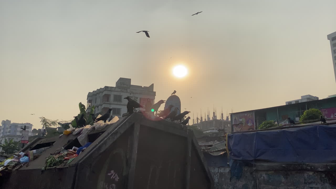 Uccelli neri che volano intorno a cumuli di spazzatura nella città di Dhaka, tramonto nebbioso.