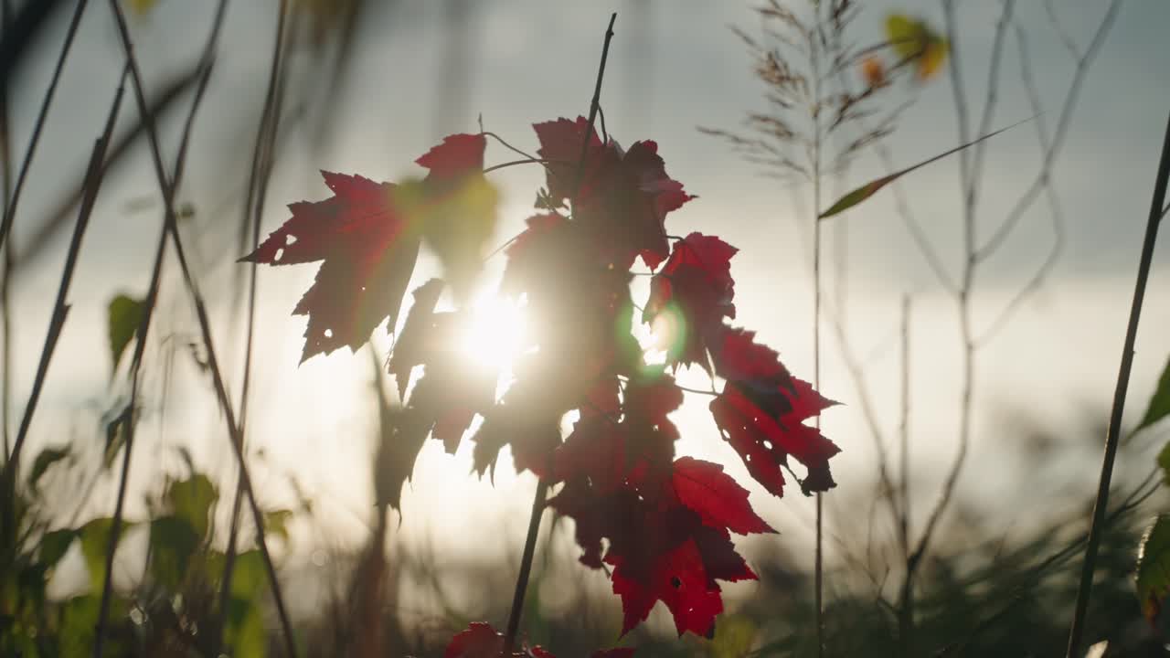 Beautiful sunlight shining through red autumn leaves, North America, Quebec, Montreal, Canada.
