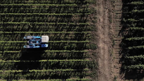 máquina de cosecha de uva entre líneas, vista superior, otoño con luz solar