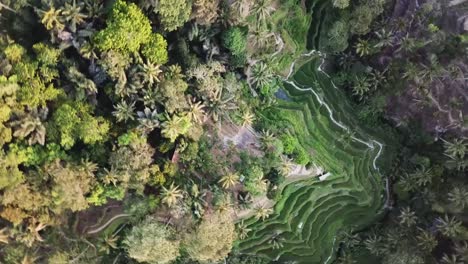 bali ubud tegalalang rice terrace paddies fields spinning aerial