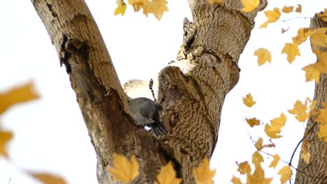 pileated woodpecker finally breaks off big piece of bark that falls from tree