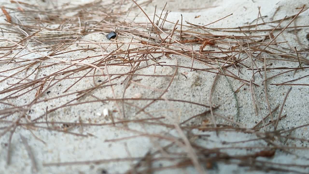 한 무리의 붉은 개미가 모래사장 지역을 지나가고 있었다