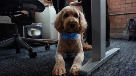 close-up-look-of-a-dog-in-the-office