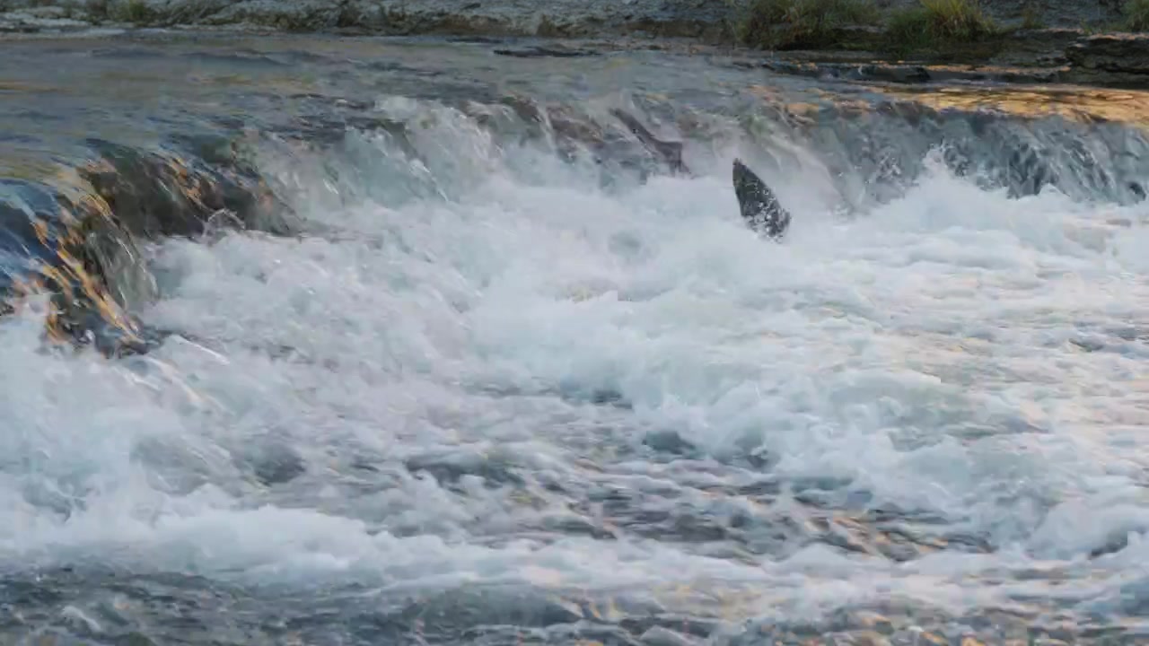 Un salmone tenta di superare le acque turbolente del fiume Ganaraska. Il rallentatore si concentra sullo spruzzo e sulla potenza del pesce a mezz'aria