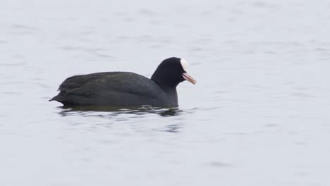 물닭 fulica atra 먹이주기 및 잠수