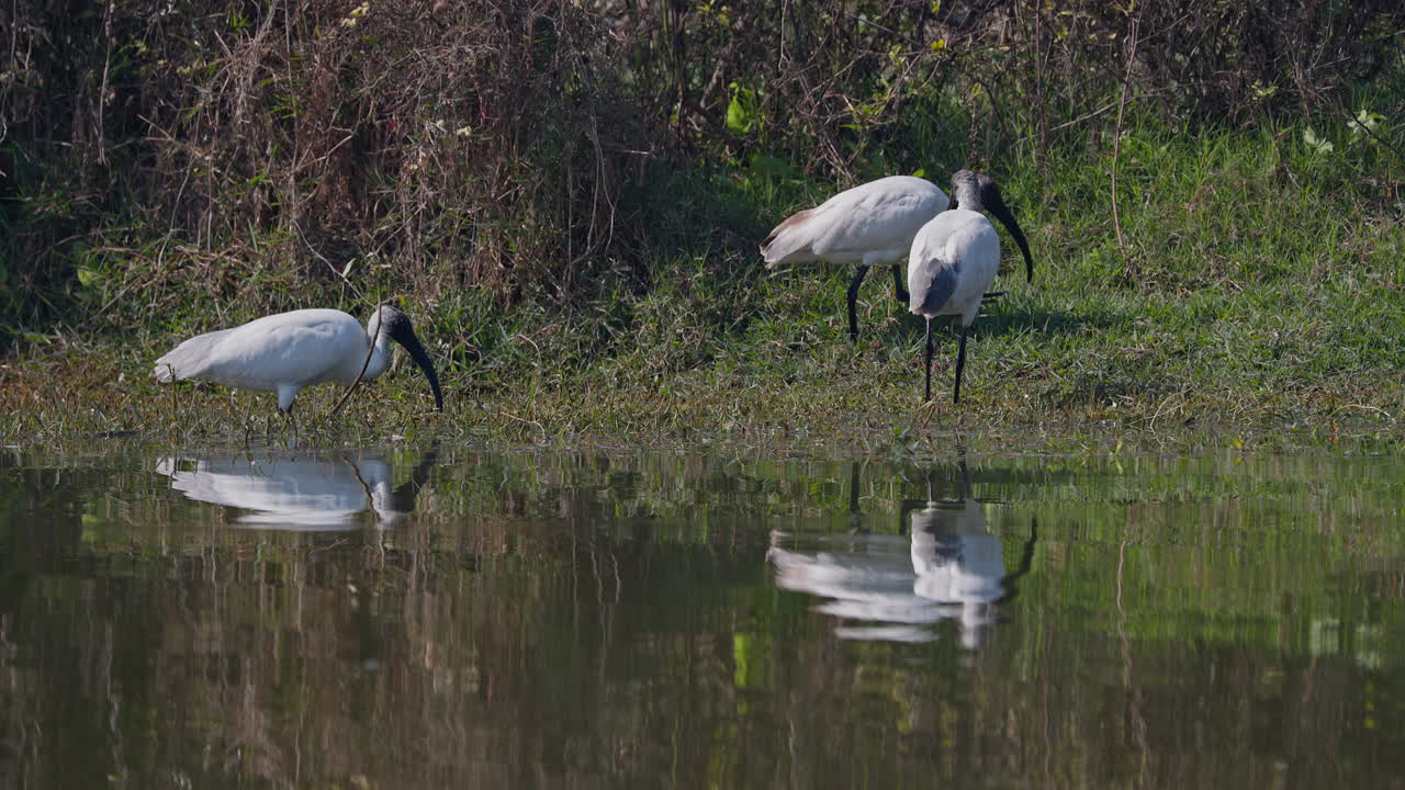 Group of black headed ibises searching and eating food in the lakeshore in keoladeo bird sanctuary, Threskiornis melanocephalus, India.