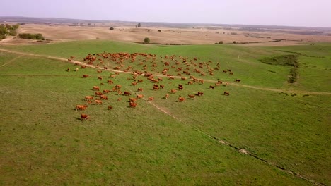 Kuhherde-Auf-Weiden-In-Portugal