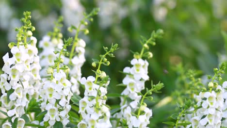 primer plano de las flores de angelón de hoja de sauce blanco en un jardín verde exuberante