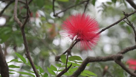 vibrant close-up footage of a blooming powder puff flower on a tree branch in colombia. the striking red-pink blossom sways gently in a tropical garden, surrounded by lush green foliage.