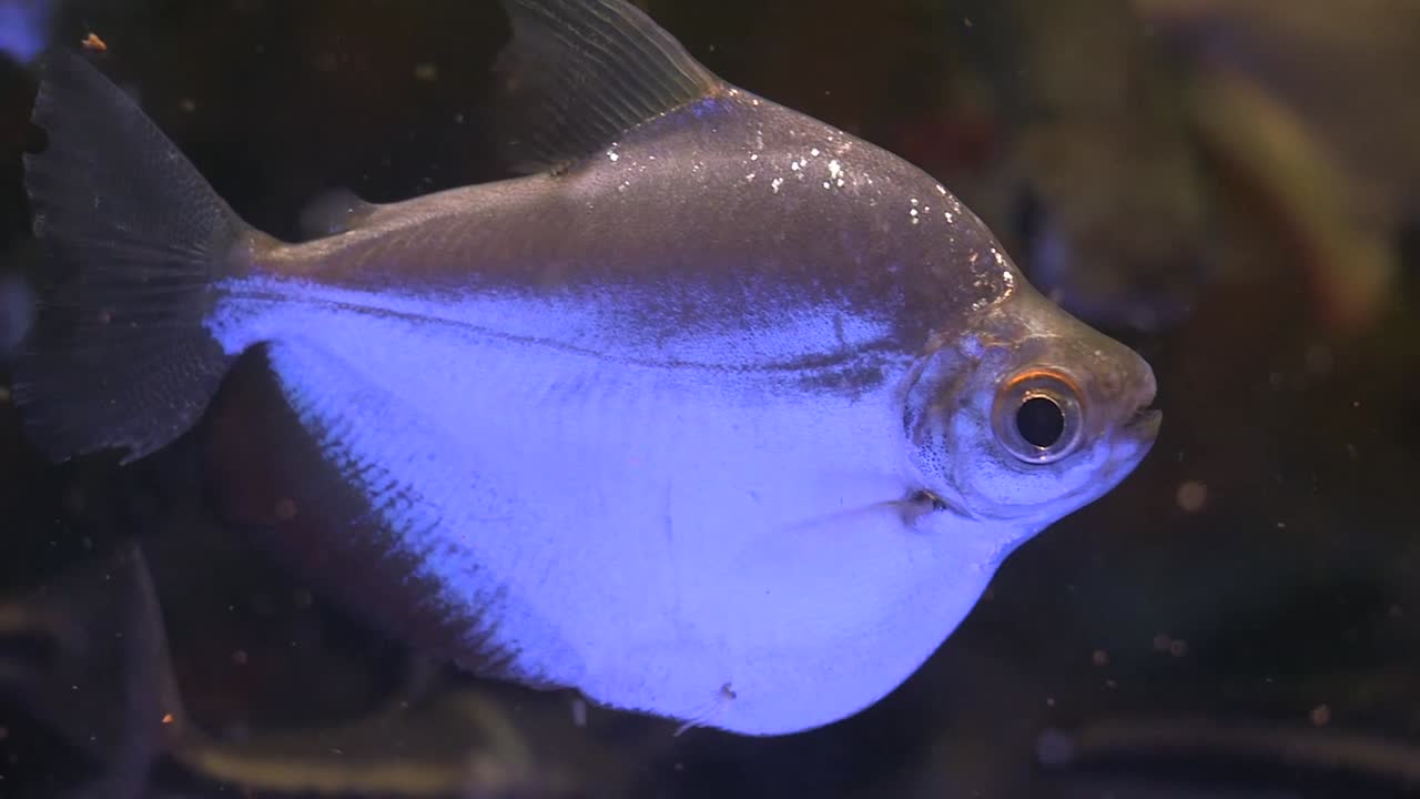 Pesci argentati e luminosi che nuotano in un acquario, con luce scintillante che brilla sulle squame.