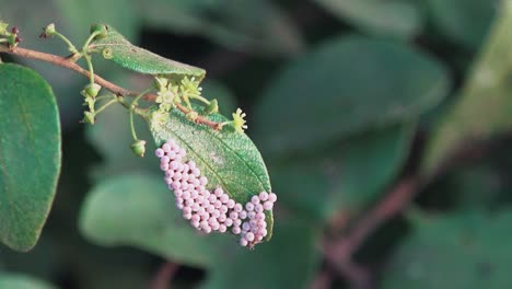 Lizard-Eggs-on-a-Green-Leaf