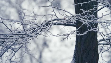 薄薄的樹枝, 覆蓋著第一片輕微的雪.