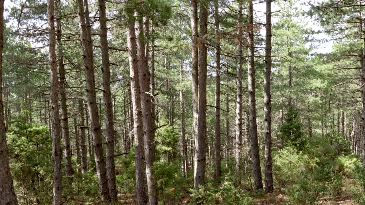 Fitta pineta soleggiata primaverile, panoramica a destra con gimbal.