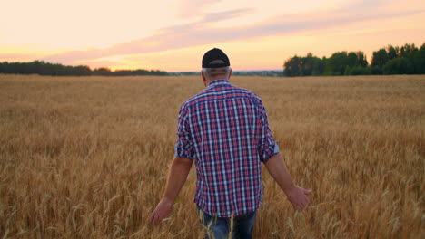 Old-farmer-walking-down-the-wheat-field-in-sunset-touching-wheat-ears-with-hands---agriculture-concept.-Male-arm-moving-over-ripe-wheat-growing-on-the-meadow.