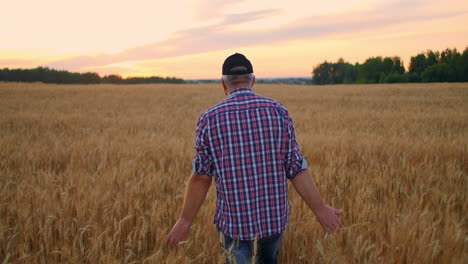 old farmer walking down the wheat field in sunset touching wheat ears with hands - agriculture concept. male arm moving over ripe wheat growing on the meadow.