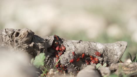 deraeocoris plant bugs crawling on a fallen piece of wood