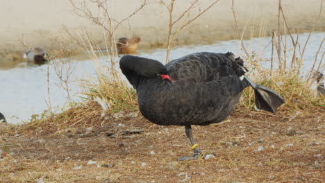 black swan preening