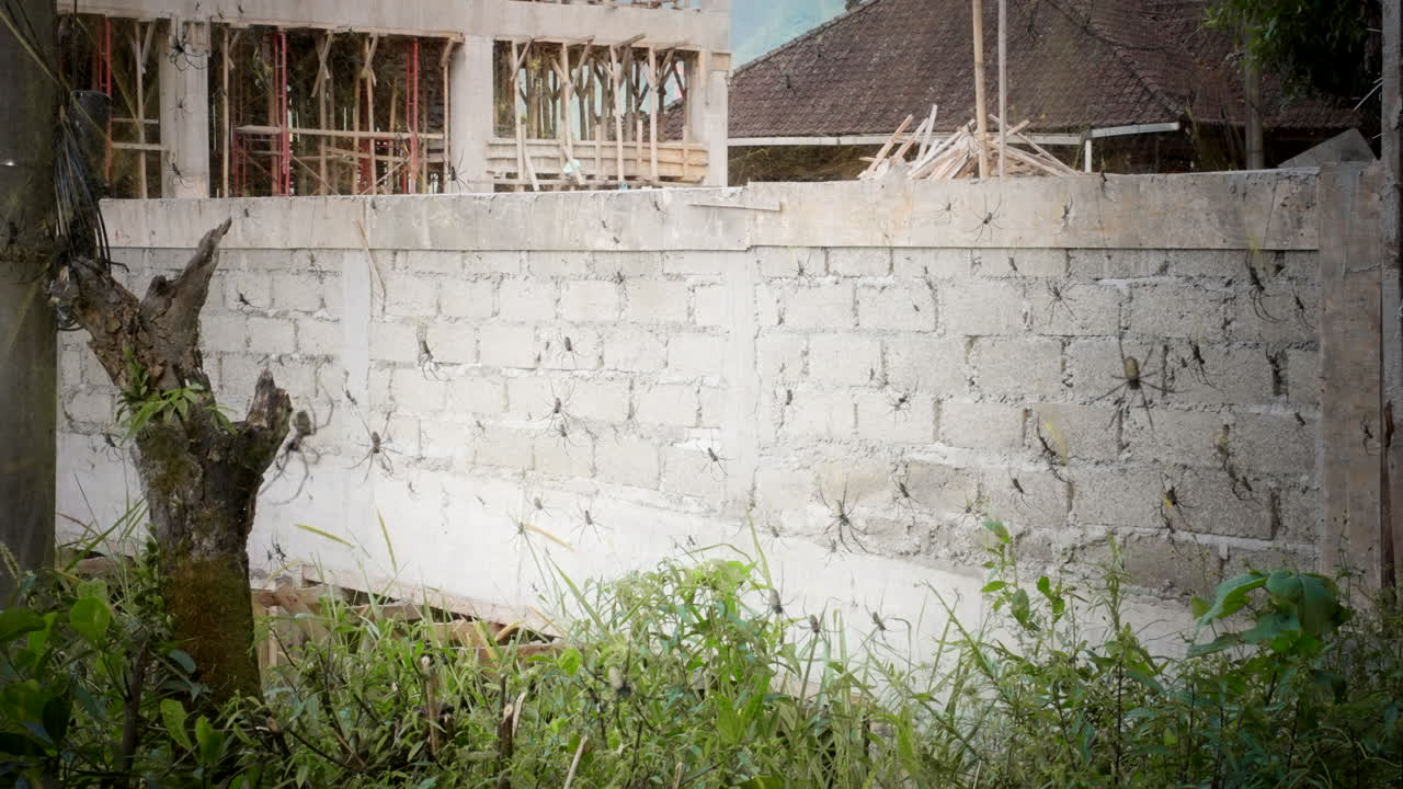 인도네시아 의 콘크리트 울타리 밖 의 뒷마당 에 있는 북부 골든 오브 웨이버 거미