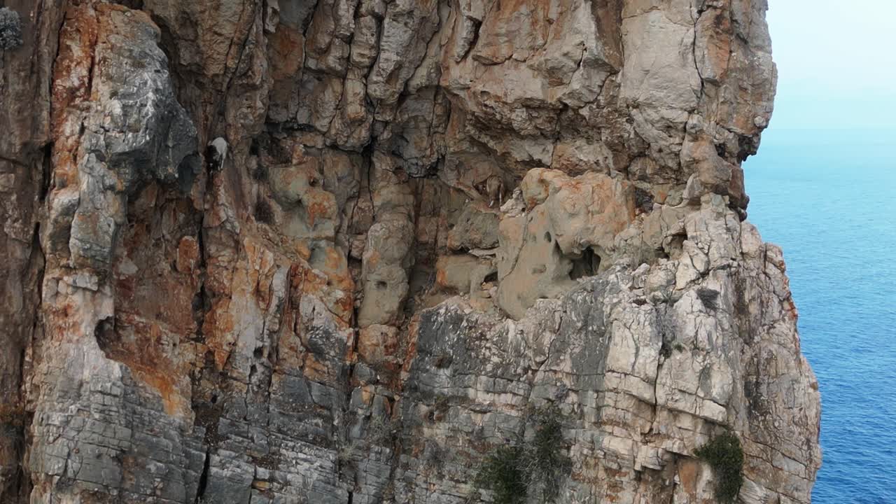 Parallax drone shot of wild goats climbing on tall rock in Sardinia, Italy.