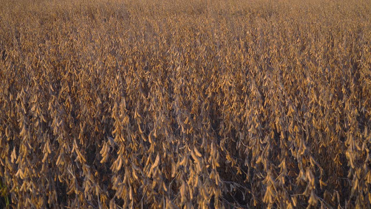 Wide view of a golden soybean field late in the afternoon.
