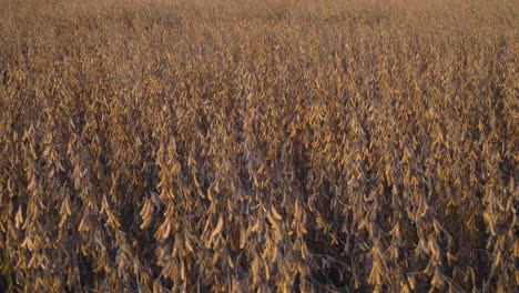 wide view of a golden soybean field late in the afternoon.
