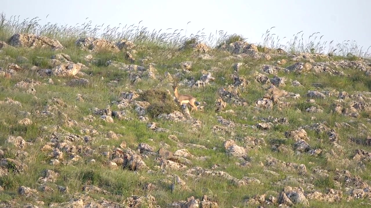 Gazzella di montagna in piedi su un pendio roccioso.