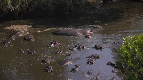 hipopótamos yacían en el agua