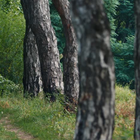 A-soldier-with-a-rifle-walks-along-a-path-in-the-woods