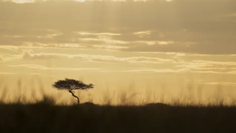 beautiful african landscape in maasai mara national reserve with acacia tree in background, kenyan sunset as sun goes down, africa safari scenery in masai mara north conservancy