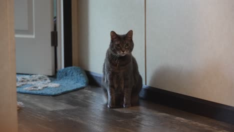 un gatito gris con el pelo corto mirando y sentado en el fondo