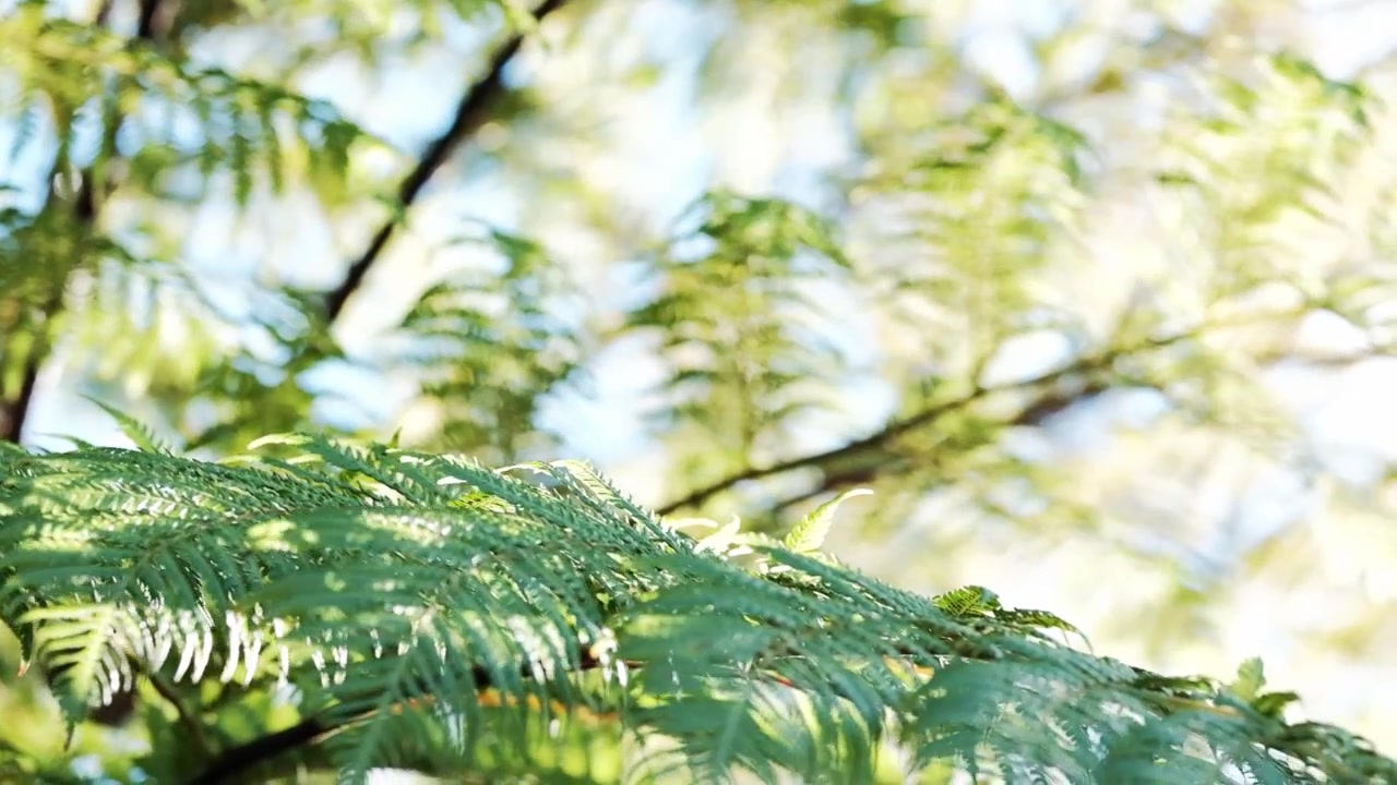 そよ風が木生シダの葉を揺らし、太陽の光が差し込む夢のような光景。