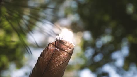 Sunlight-falling-through-pine-trees-creates-dancing-shadows-on-a-feather-in-slow-motion