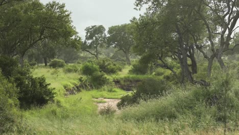 Wide-shot-of-a-beautiful-landscape-of-the-African-bushveld,-Greater-Kruger