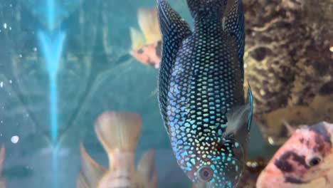 jewel fish in aquarium with blue background and other cichlids