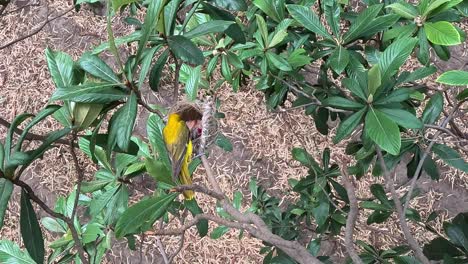 Draufsicht-Auf-Den-Weiblichen-Goldpirolvogel,-Der-Küken-Im-Nest-Füttert