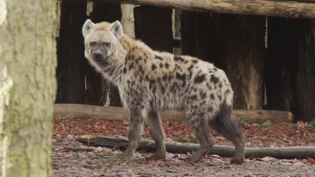 나무 뒤에 서 있는 하이에나 - 닫기