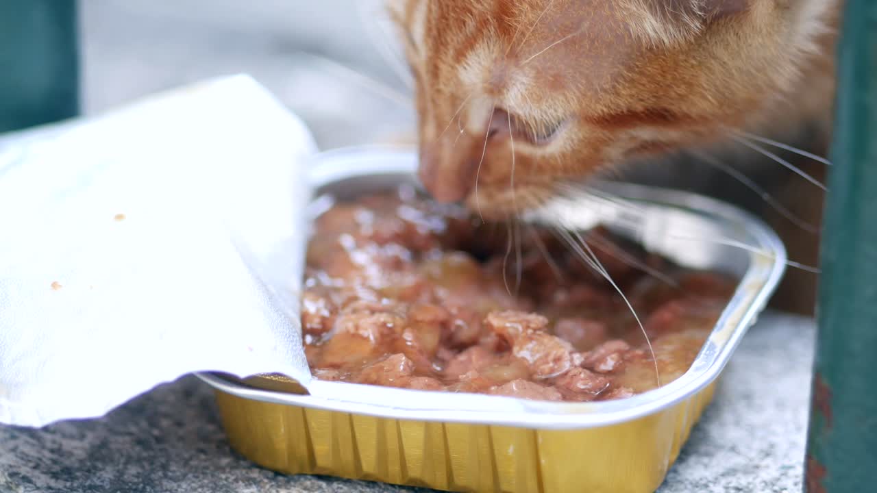 Süßes oranges getigertes Kätzchen frisst Nassfutter
