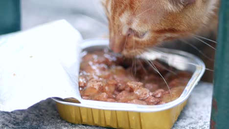 cute orange tabby kitten enjoying wet food