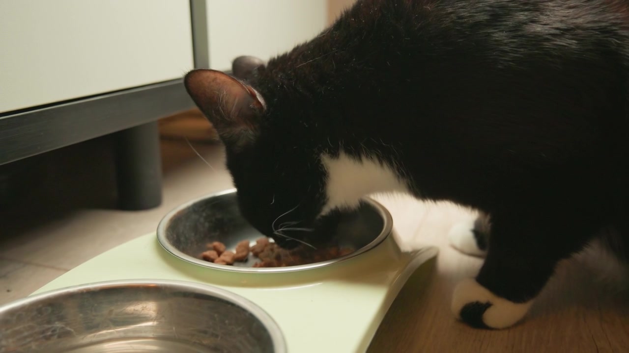 Eine schwarz-weiße Hauskatze beugt sich über eine Keramikschale, um Trockenfutter auf einer hellen Futtermatte in einer Innenküche zu fressen, mit gesenktem Kopf und abgestützter Pfote, was ein konzentriertes, gleichmäßiges Fressverhalten im Rahmen einer ruhigen häuslichen Routine zeigt.