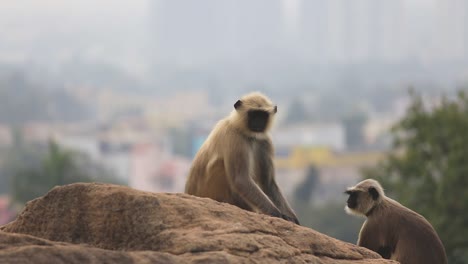 Monkeys-sit-atop-a-rock-in-Sri-Lanka,-looking-around-with-curiosity