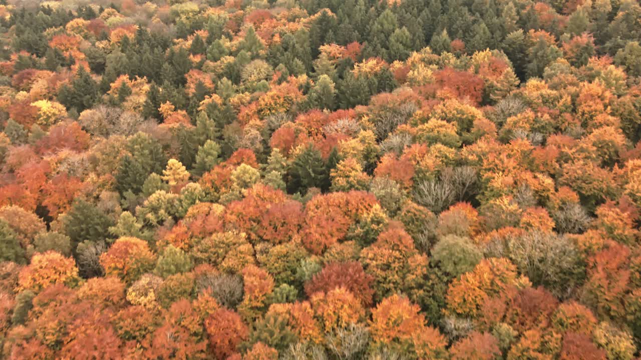 Drone meluncur maju di atas pepohonan musim gugur yang lebat di Jerman, memperlihatkan lapisan dedaunan berwarna-warni dan keindahan hutan musiman dari atas