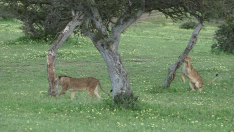 Two-Playful-Lion-Cubs-Sharpening-Their-Claws-on-Trees-in-Botswana